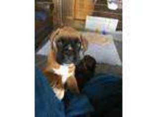 Boxer Puppy for sale in Valparaiso, IN, USA