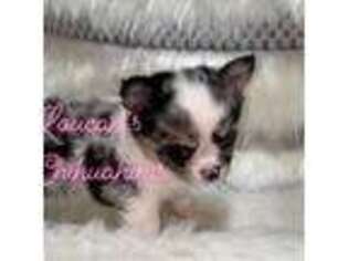 Chihuahua Puppy for sale in Conroe, TX, USA