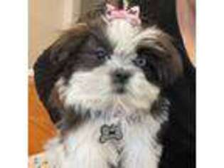 Mutt Puppy for sale in Parlin, NJ, USA