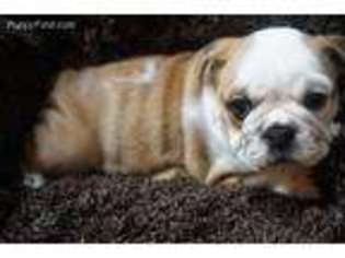 Bulldog Puppy for sale in Astoria, NY, USA