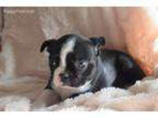 Boston Terrier Puppy for sale in Riceville, IA, USA