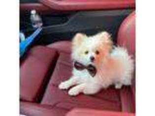 Pomeranian Puppy for sale in North Hollywood, CA, USA