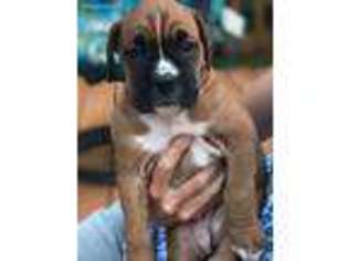 Boxer Puppy for sale in Westtown, NY, USA