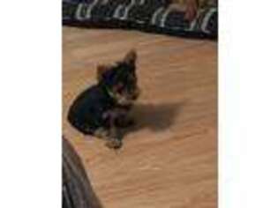 Yorkshire Terrier Puppy for sale in Reading, PA, USA