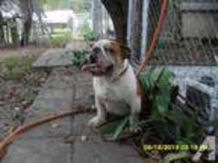 Bulldog Puppy for sale in CONWAY, SC, USA