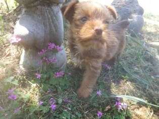 Yorkshire Terrier Puppy for sale in Lumberton, NC, USA
