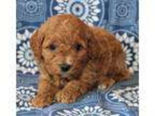 Goldendoodle Puppy for sale in Russellville, AR, USA