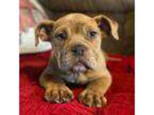 Olde English Bulldogge Puppy for sale in Hardwick, MA, USA