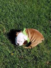Bulldog Puppy for sale in Rushsylvania, OH, USA