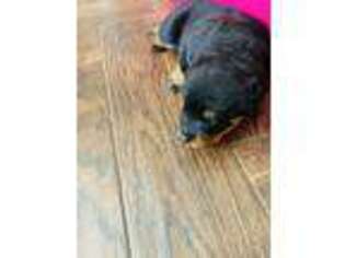 Rottweiler Puppy for sale in East Hartford, CT, USA
