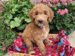 Goldendoodle Puppy for sale in Greenwood, IN, USA