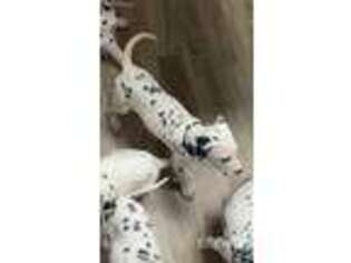Dalmatian Puppy for sale in Malvern, AR, USA