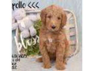 Goldendoodle Puppy for sale in Safford, AZ, USA