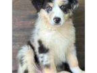 Australian Shepherd Puppy for sale in Hartville, MO, USA