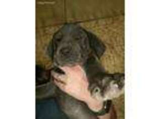 Great Dane Puppy for sale in Larned, KS, USA