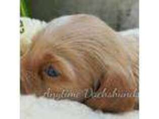 Dachshund Puppy for sale in Ben Wheeler, TX, USA