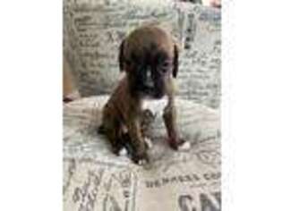 Boxer Puppy for sale in Livermore Falls, ME, USA