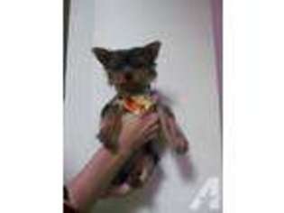 Yorkshire Terrier Puppy for sale in OAKLAND, FL, USA