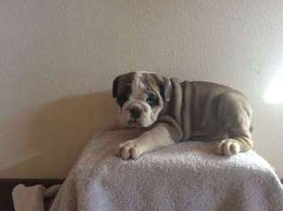 Olde English Bulldogge Puppy for sale in Byers, CO, USA