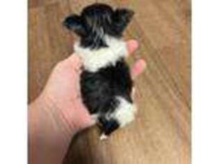 Yorkshire Terrier Puppy for sale in Green Valley, IL, USA