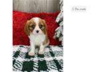 Cavalier King Charles Spaniel Puppy for sale in Fort Wayne, IN, USA