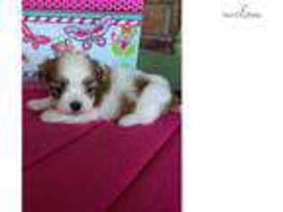 Mal-Shi Puppy for sale in Topeka, KS, USA