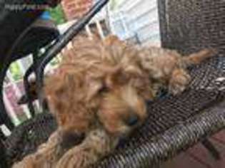 Goldendoodle Puppy for sale in Lindenhurst, NY, USA