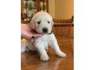 Mutt Puppy for sale in Carrsville, VA, USA