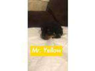 Rottweiler Puppy for sale in Bakersfield, CA, USA