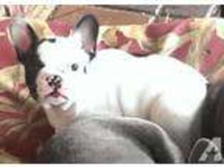 French Bulldog Puppy for sale in ALLEN, TX, USA