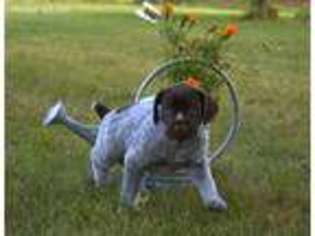 German Wirehaired Pointer Puppy for sale in Wilson, NY, USA