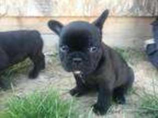 French Bulldog Puppy for sale in Magnolia, OH, USA