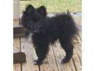 Pomeranian Puppy for sale in East Rutherford, NJ, USA