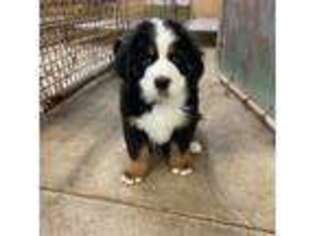 Bernese Mountain Dog Puppy for sale in West Farmington, OH, USA