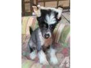 Chinese Crested Puppy for sale in LAVERNE, OK, USA