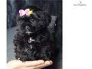 Shorkie Tzu Puppy for sale in Fort Wayne, IN, USA