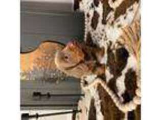 Dachshund Puppy for sale in Alpharetta, GA, USA