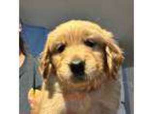 Golden Retriever Puppy for sale in Madera, CA, USA