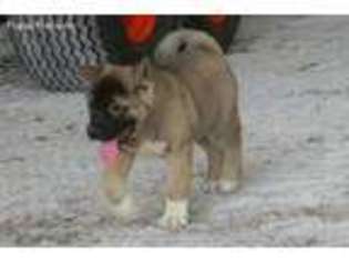 Akita Puppy for sale in Flat Rock, IN, USA