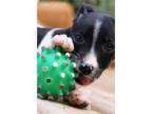 Rat Terrier Puppy for sale in Los Angeles, CA, USA