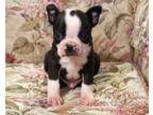 Boston Terrier Puppy for sale in Mifflinburg, PA, USA