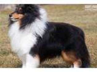 Shetland Sheepdog Puppy for sale in Watertown, NY, USA