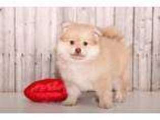 Pomeranian Puppy for sale in Butler, OH, USA