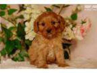 Cavapoo Puppy for sale in Reading, PA, USA