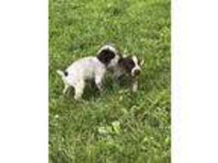 German Wirehaired Pointer Puppy for sale in Three Rivers, MI, USA