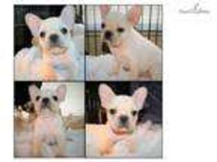 French Bulldog Puppy for sale in Houma, LA, USA