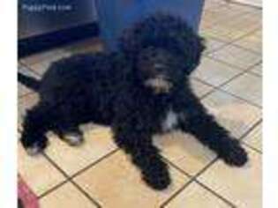Portuguese Water Dog Puppy for sale in Catonsville, MD, USA