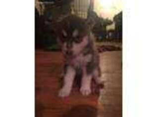 Siberian Husky Puppy for sale in Rockford, IL, USA