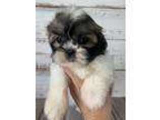 Mutt Puppy for sale in Erskine, MN, USA