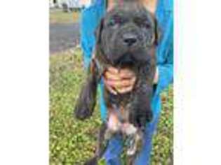Cane Corso Puppy for sale in Orange, VA, USA